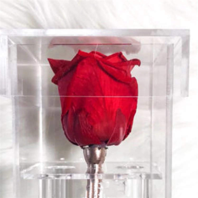 Hộp hoa hồng acrylic chống bụi vuông chất lượng