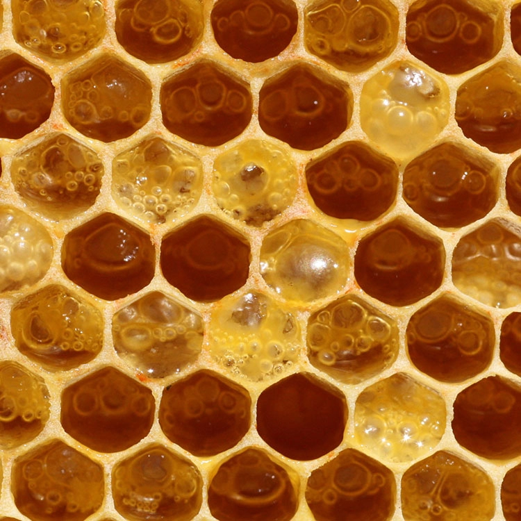 Nhà bán buôn mật ong kiều mạch nguyên chất 100% cao cấp