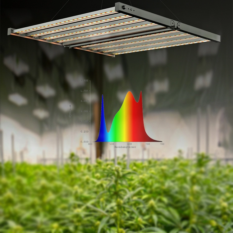 800w cannabiss trồng cây trong nhà dẫn phát triển ánh sáng