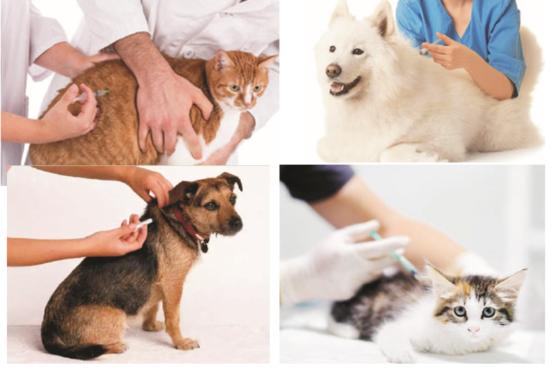 Ứng dụng đầu phun vi mạch cho động vật mèo