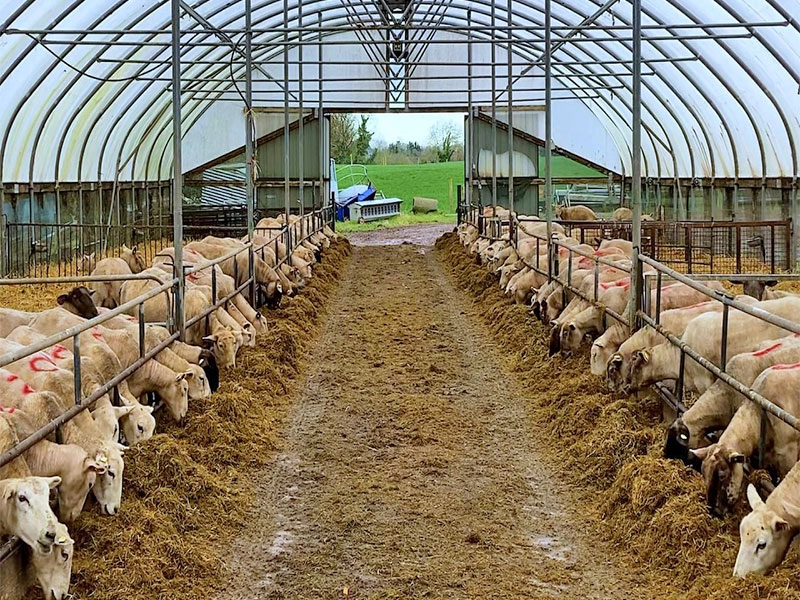 Nơi trú ẩn chăn nuôi bằng thép nhẹ giá rẻ chăn nuôi gia súc dê